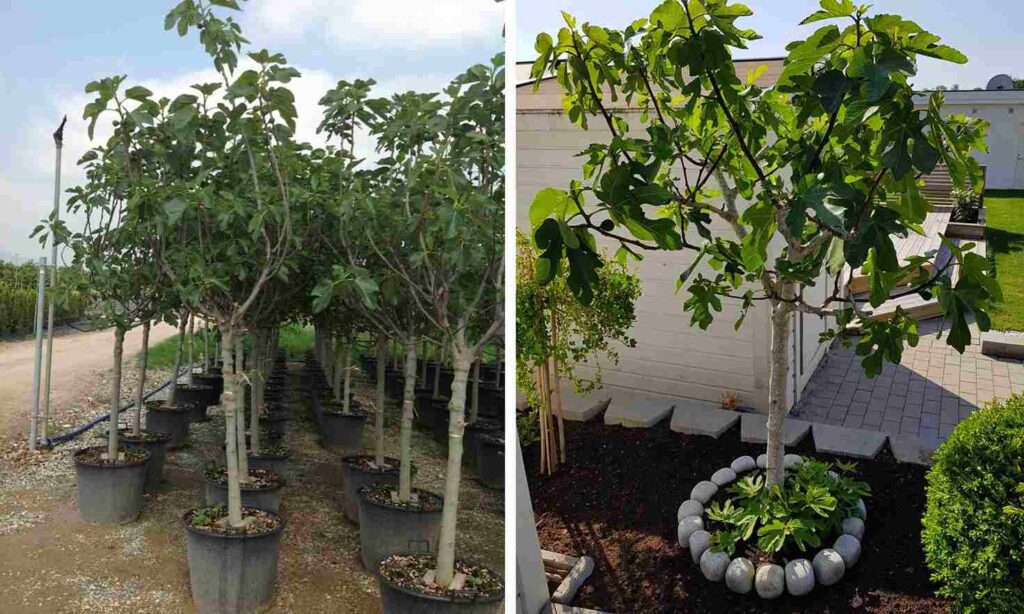 Growing Mongibello Etna Figs in the USA