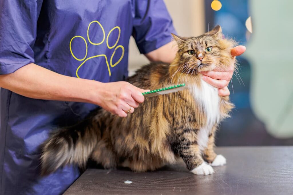 Grooming Needs for Norwegian Forest Cat Owners