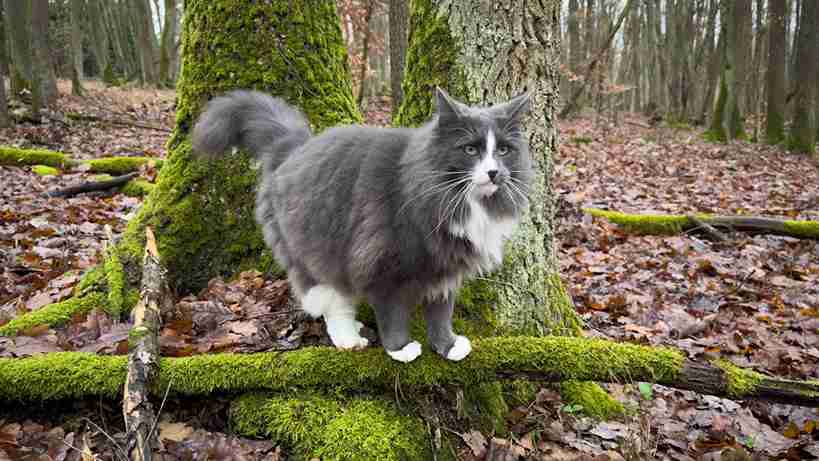 Norwegian Forest Cat History: From King Olav to Modern Fame
