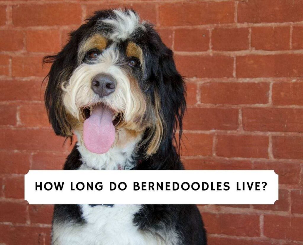 Bernedoodle Life Expectancy and Health
