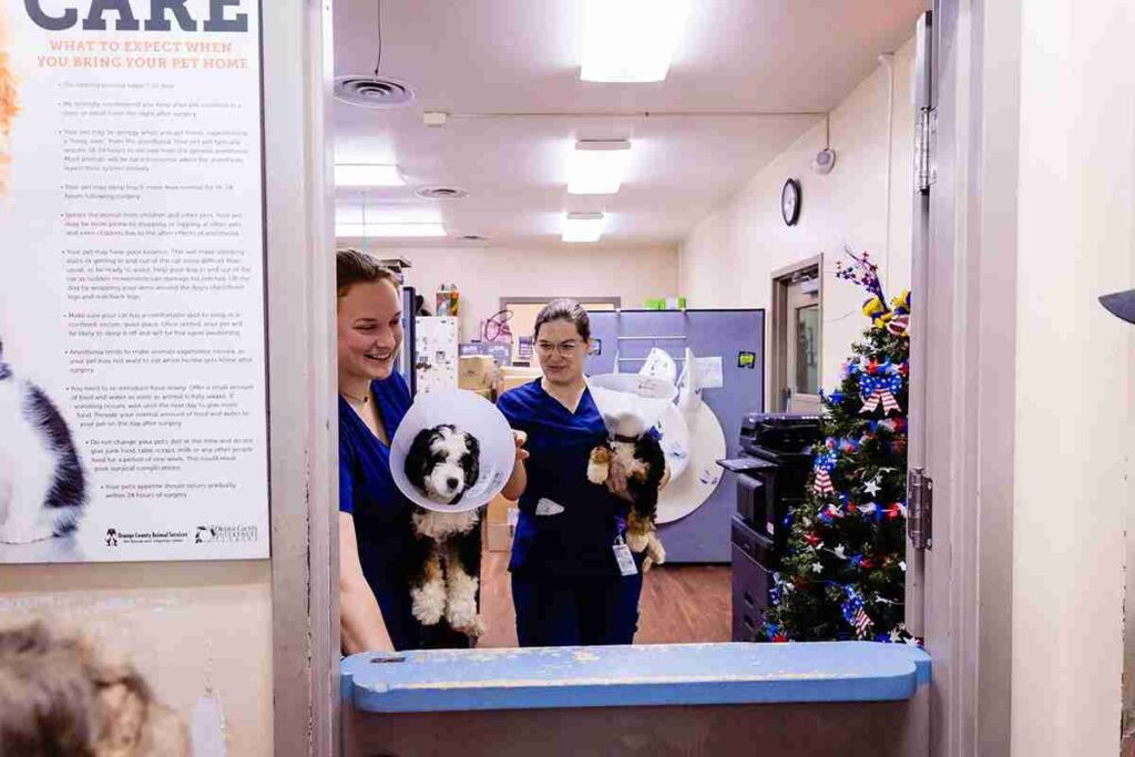 Bernedoodle Rescues and Adoption