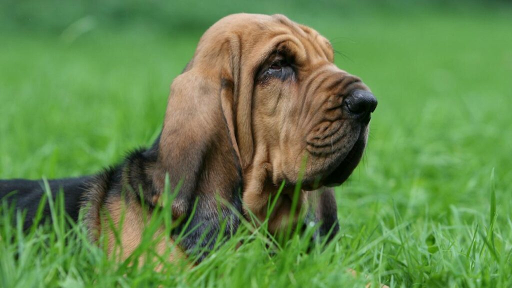 Bloodhound Breed Essentials