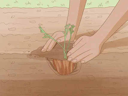 How to Grow the Perfect Poppy Plant at Home