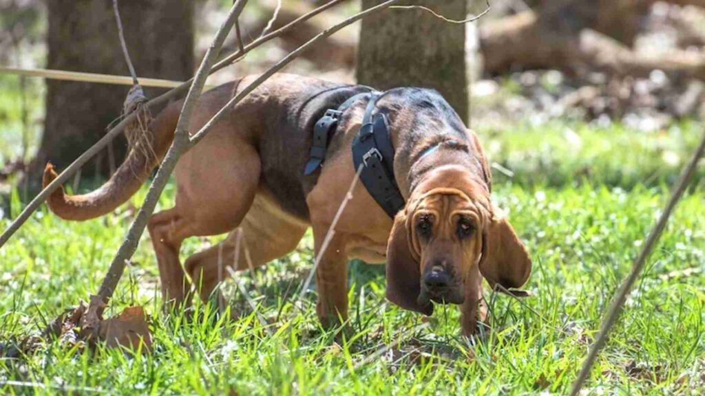 How to Train a Bloodhound for Scent Detection Work