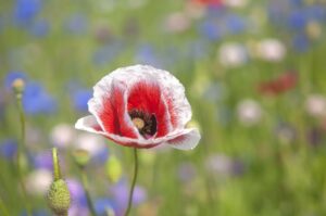 Poppy Flower Secrets: What Most Gardeners Miss