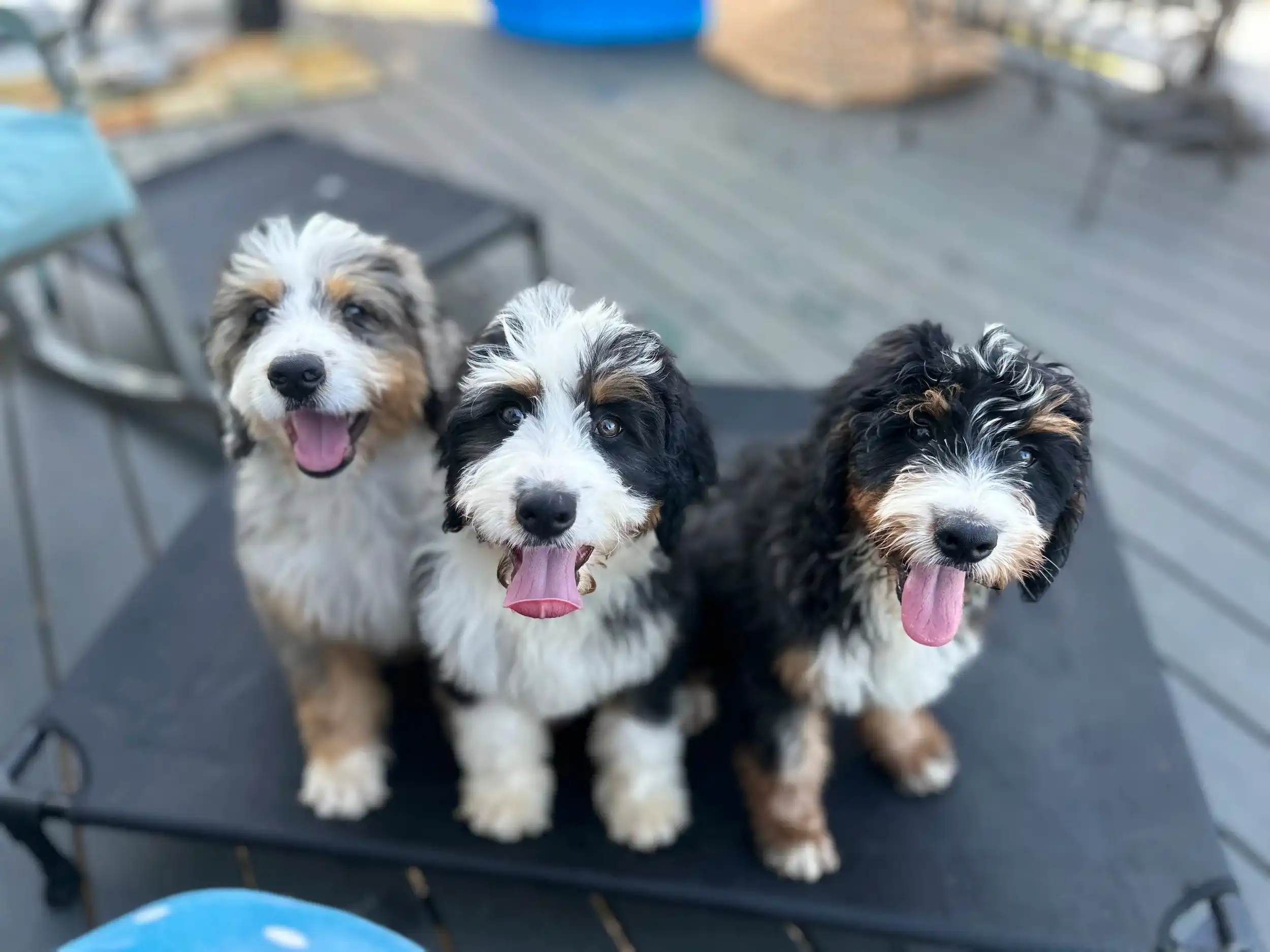 Ultimate Bernedoodle Guide: Perfect Family Pet?