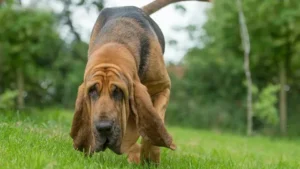Ultimate Bloodhound Guide: Traits, Training & Care