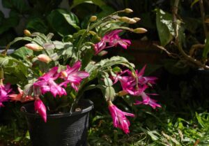 Christmas Cactus Not Blooming? Proven Fixes That Work Fast