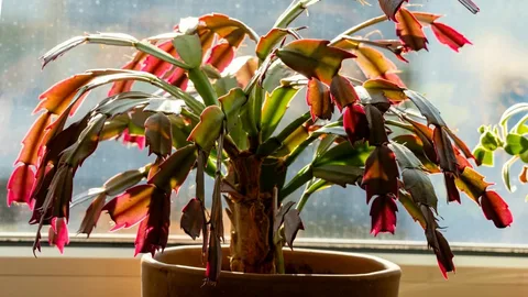 Christmas Cactus Sunlight Myth (80% Get This Wrong)