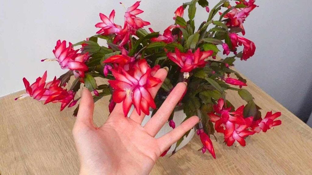 Guaranteed Christmas Cactus Blooming Formula