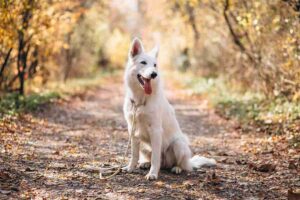 Can Dogs Have Watermelon? Complete Safety Guide