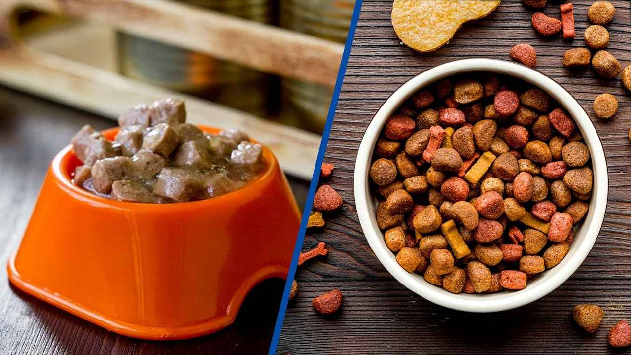 Wet Food or Dry Food