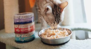 Best Kitten Food for Healthy Growth