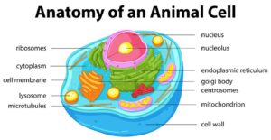 Animal Cell Diagram: Parts, Functions, and How to Read It